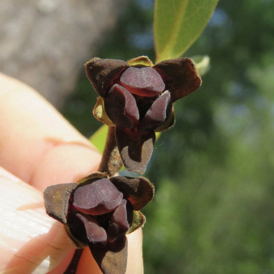 Dwarf Pawpaw Live Plant (Asimina parviflora)