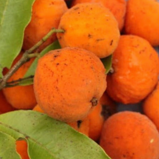 Ingabau Live Plant (Eugenia beaurepairiana)