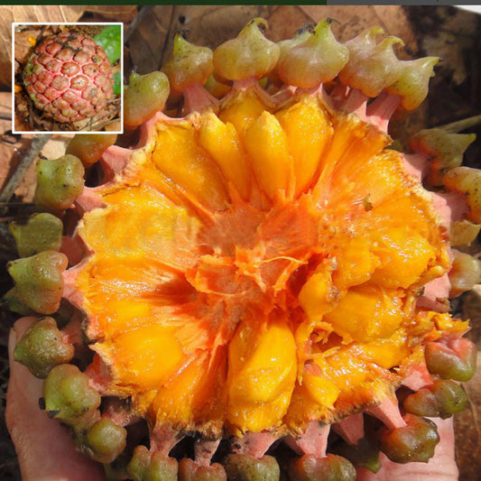 Yara Yara Live Plant (Duguetia lepidota)
