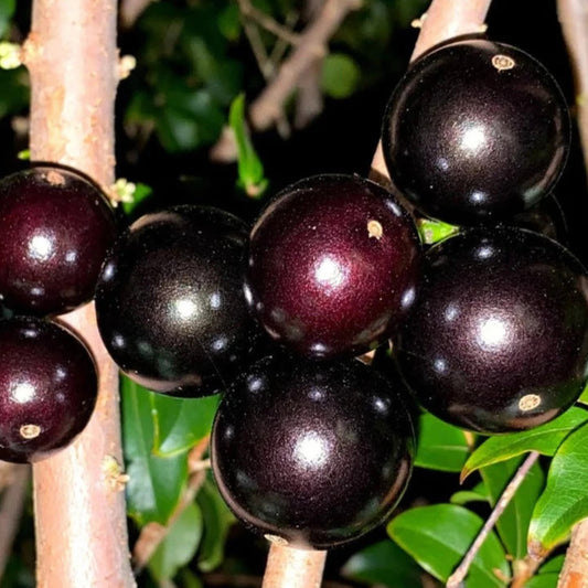 Jaboticaba Sabara Live Plant ((Plinia Cauliflora)