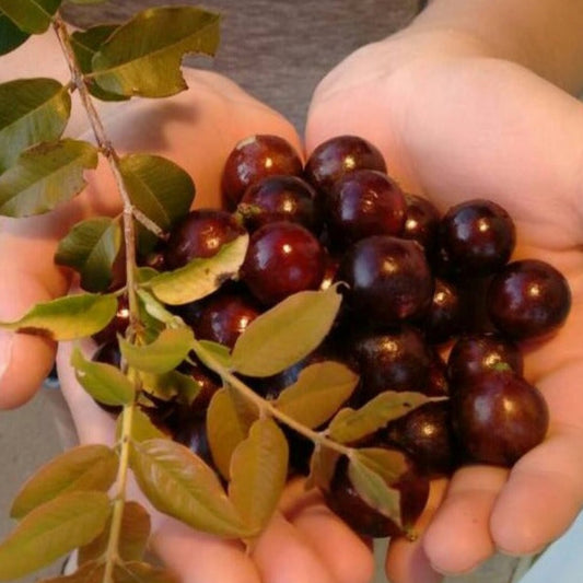 Jaboticaba Z4 Live Plant