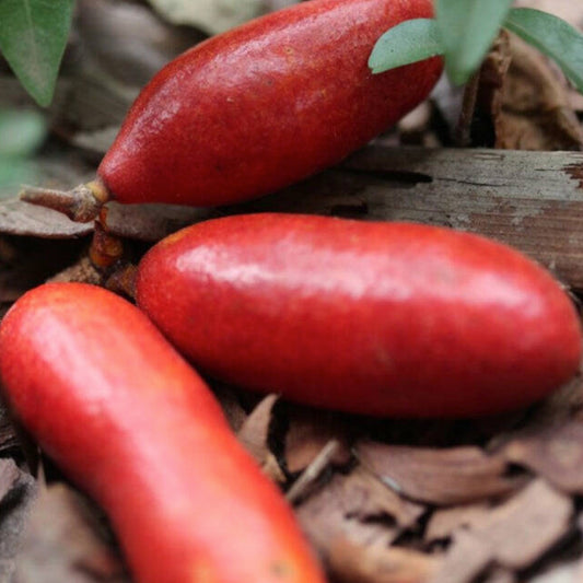 Fingersop Live Plant (Meiogyne cylindrocarpa)