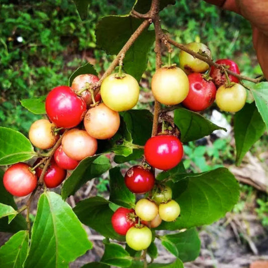 Luvi Luvi Live Plants (Flacourtia Inermis)
