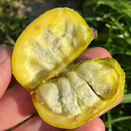 Flag Pawpaw Live plant (Asimina Obovate)
