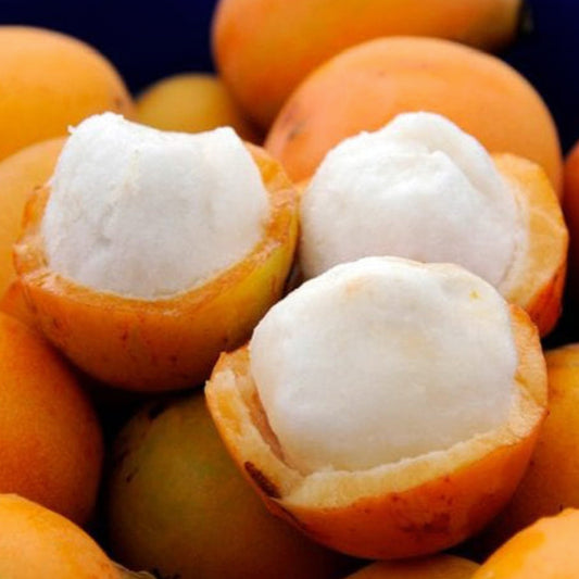 Achachairu Fruit Live Plants (Garcinia Humilis)