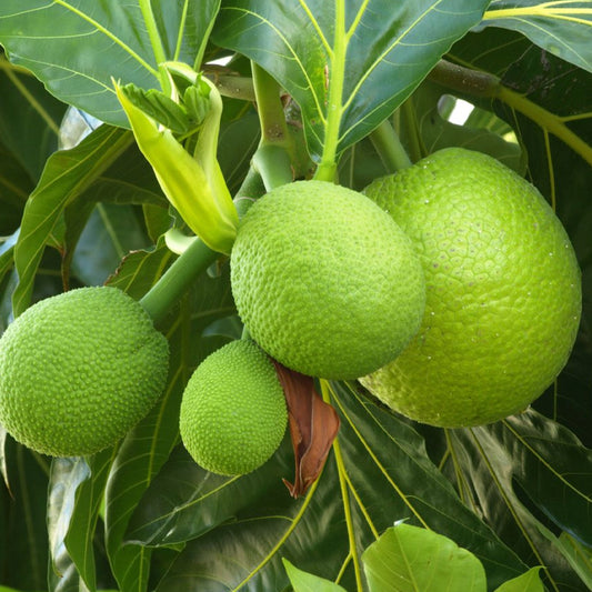 Breadfruit Live Plants (Artocarpus Altilis)