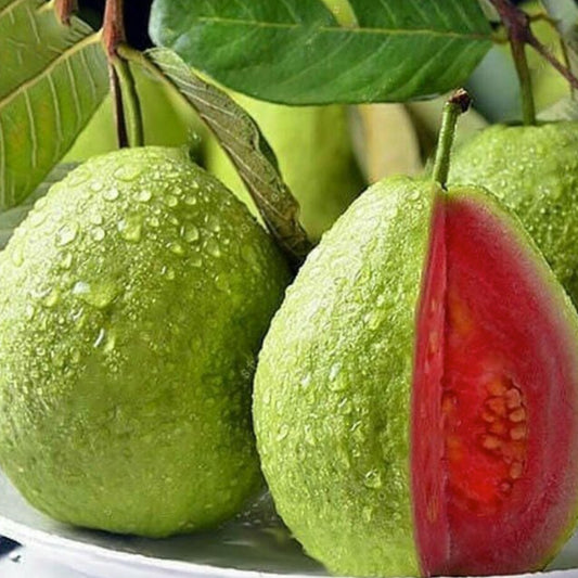 Arka Kiran Guava Live Plant (Psidium Guajava)