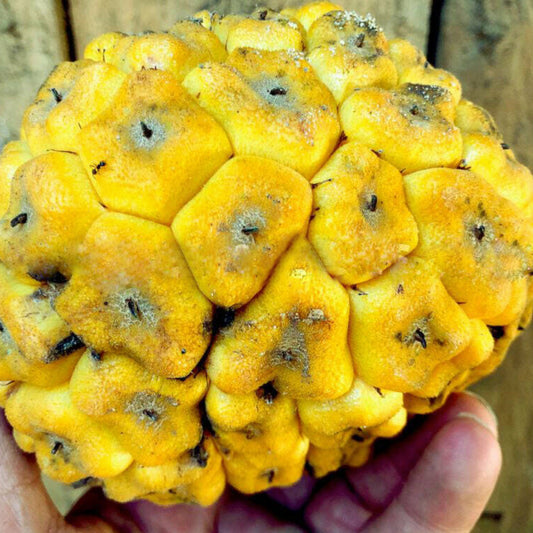 Ongo Fruit Live Plant (Myrianthus Arboreus)