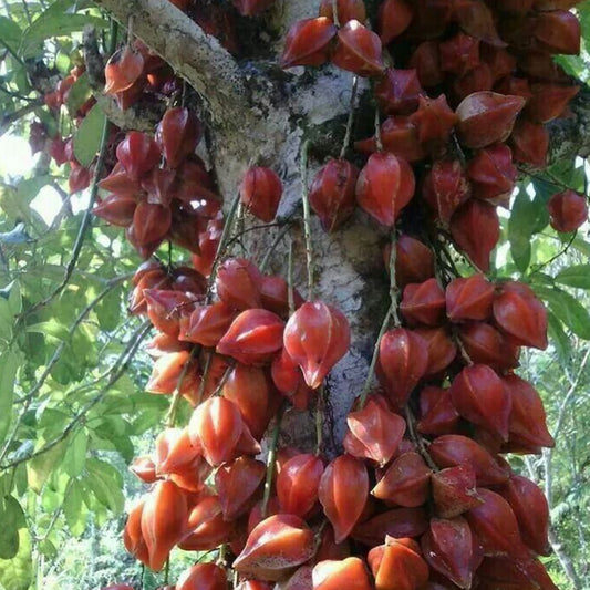Belimbing Darah Live Plants (Baccaurea Angulata)