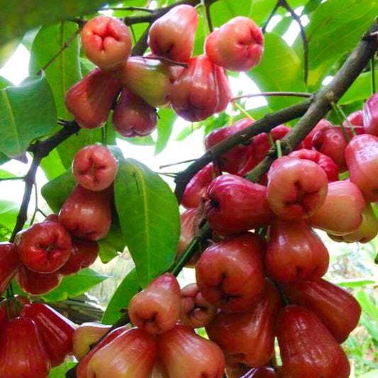 Bali Chamba Live Plants (Syzygium Samarangense)