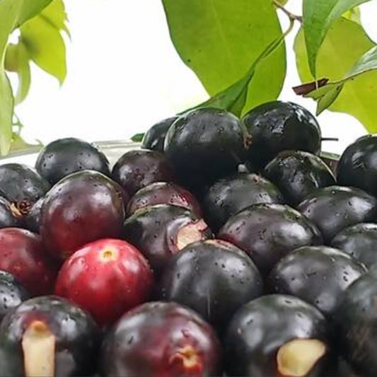 Rainforest Plum Live Plants (Eugenia candolleana)