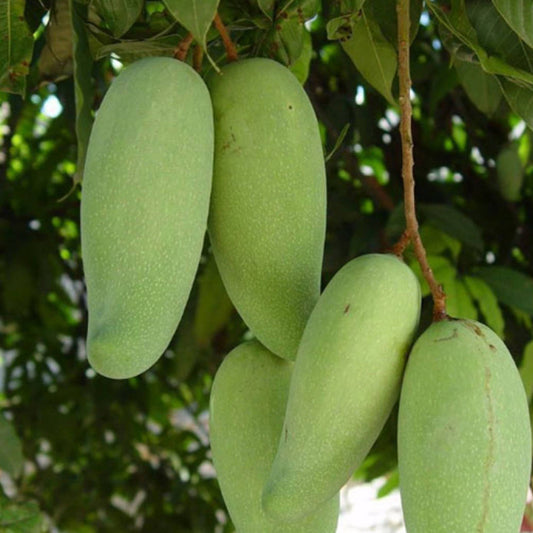 All Season Mango Live Plants