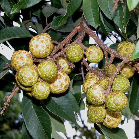 Alupag Live Plants (Dimocarpus Didyma)