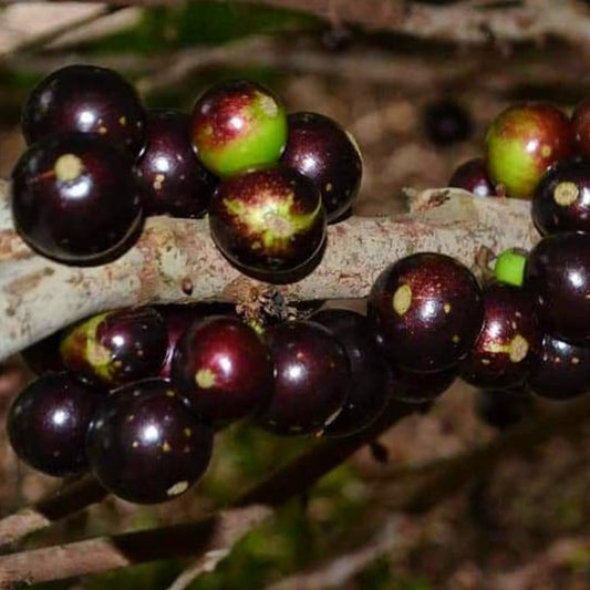 Jabuticaba rajada de Tatuí (Plinia coronata)