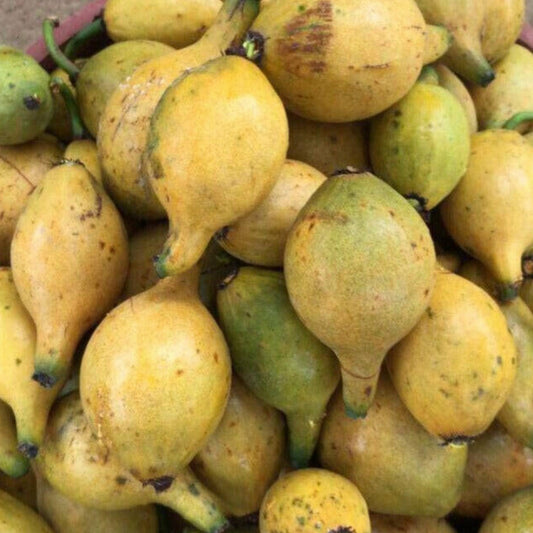 Garcinia sp. De Bico Seeds