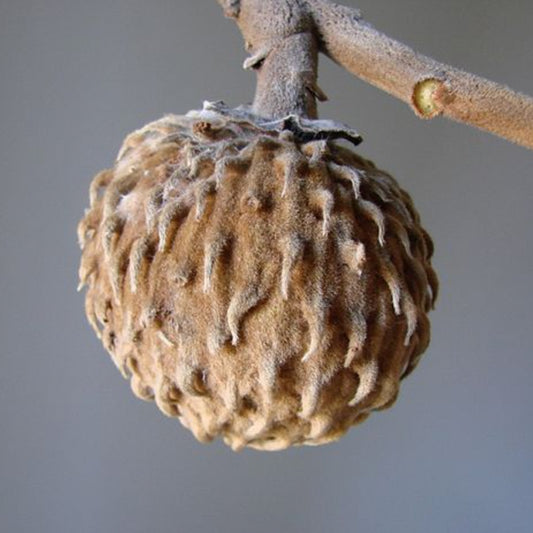 Annona monticola Live plant
