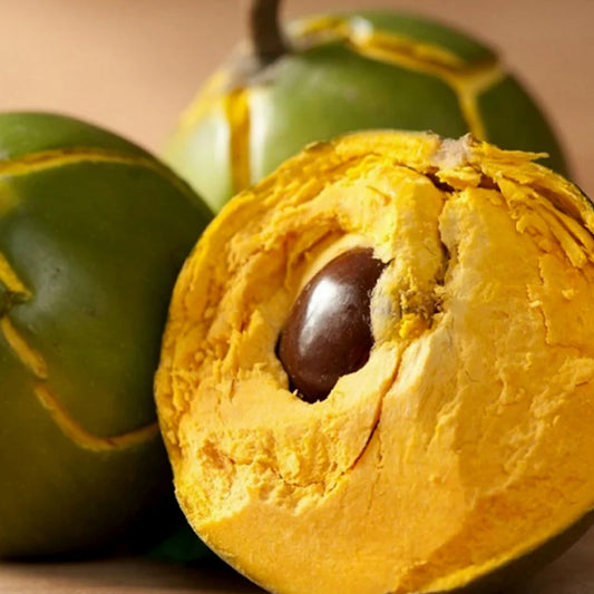 Lucuma Live Plants (Pouteria Lucuma)