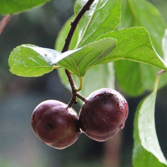Manila cherry Live Plants (Flacourtia SP)