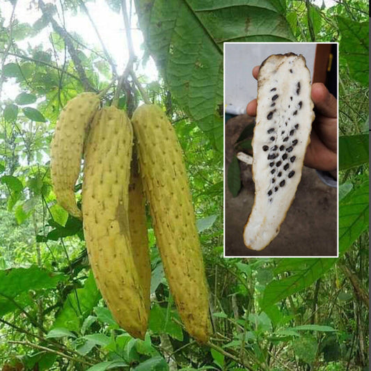 Guanabana live plant (Annona conica)