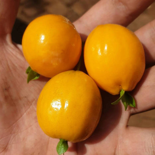 Pitanga laranja do Cerrado Live Plant (Eugenia aff. glandulosa)