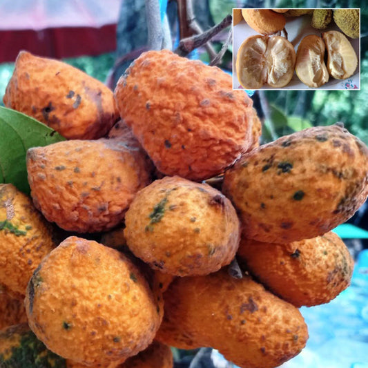 Korn Fruit Live Plant