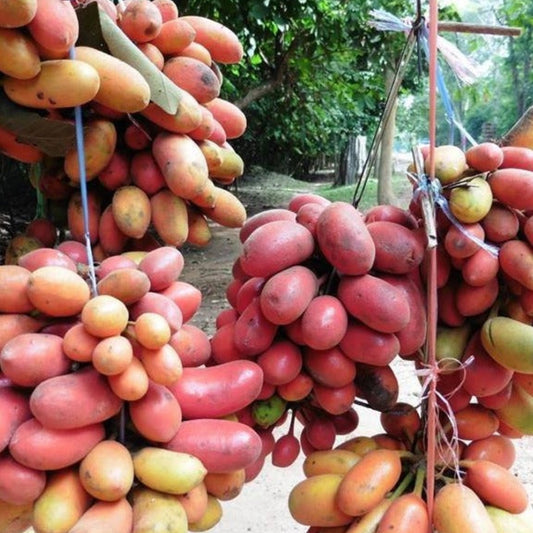 Kriel Fruit Live Plant
