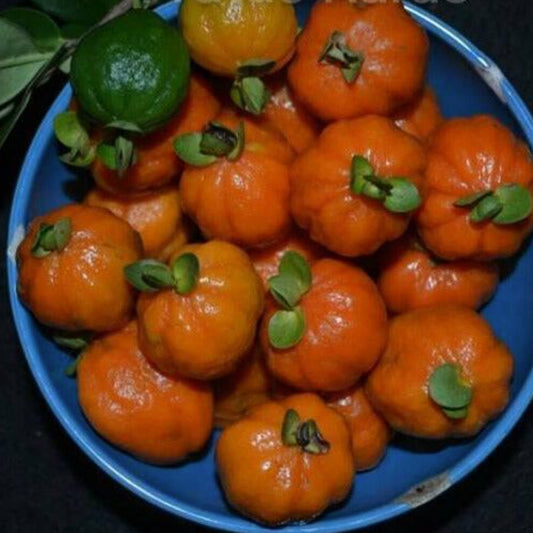 Pitangao Live Plant (Eugenia speciosa)