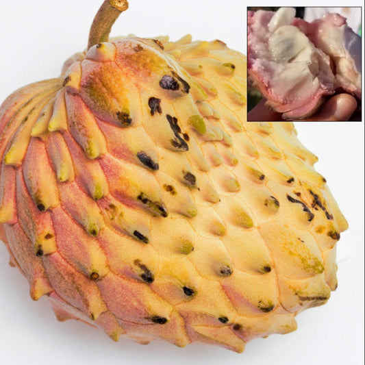 Lisa Atemoya Live Plant (Annona cherimola x squamosa)