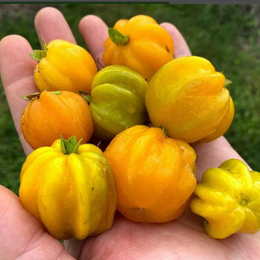 Pitangatuba Fruit Live Plants (Eugenia Neonitida)