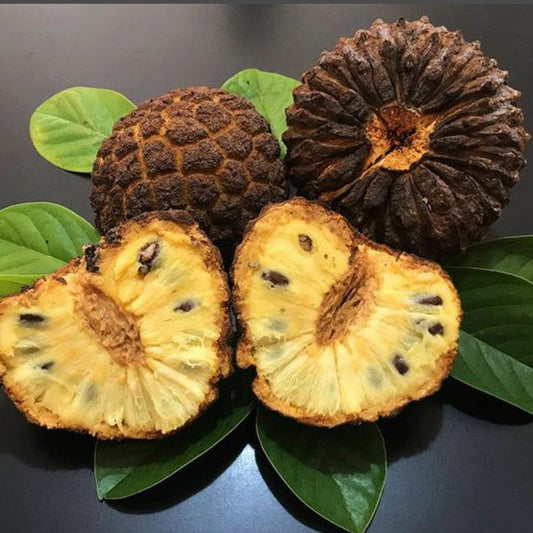 Marolo Live Plant (Annona crassiflora)