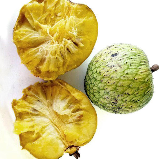 Mountain Soursop Live Plants (Annona Montana)