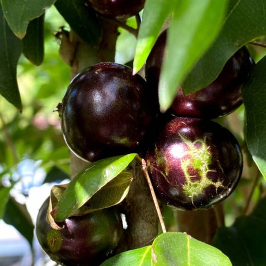 Crowned Jaboticaba Live Plant (Plinia Coronata)
