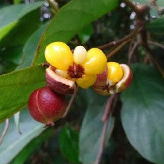 Golden Tampoi Live Plant (Baccaurea bracteate)