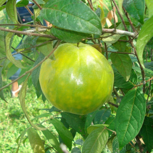 Araza Boi fruit Live Plants (Eugenia Stipitata)
