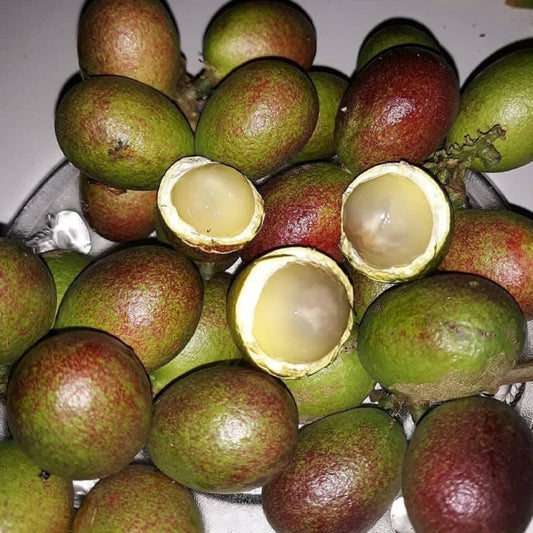 Black Matoa Live Plant (Pometia Pinnata)