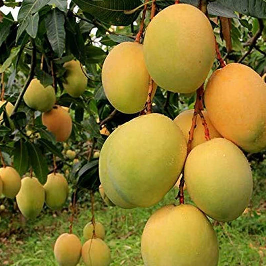 Alphonsa Mango Live Plants