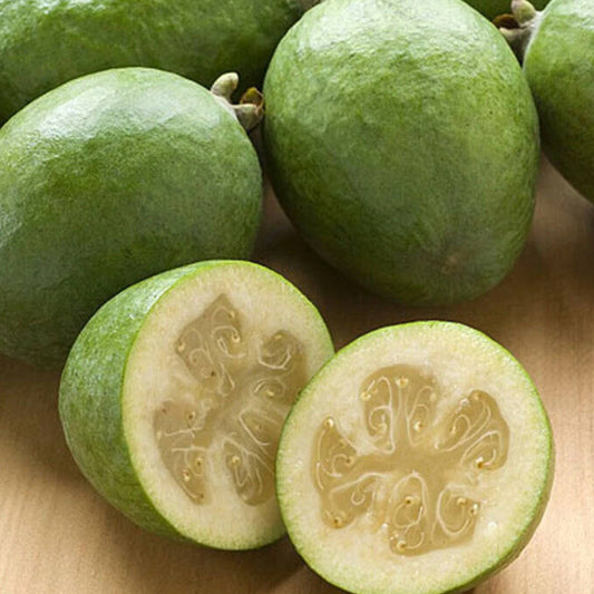 Feijoa Fruit live Plant (Acca sellowiana)