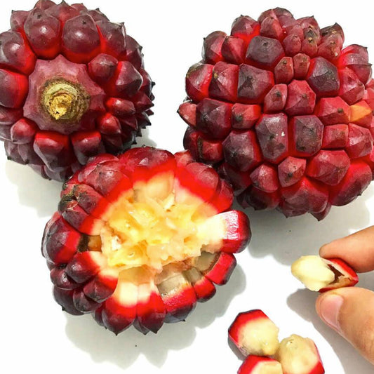 Pindaiba Fruit Live Plant (Duguetia Lanceolata)