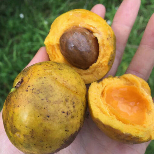 Garlic Fruit Live Plant (Garcinia spicata )