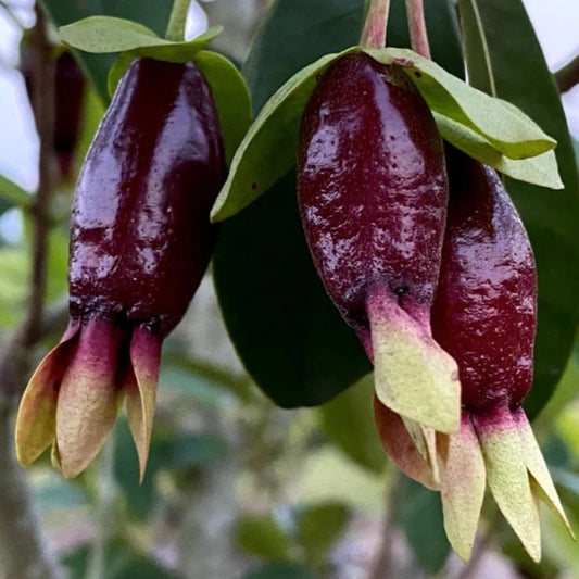 Savannah Cherry (Eugenia Calycina)