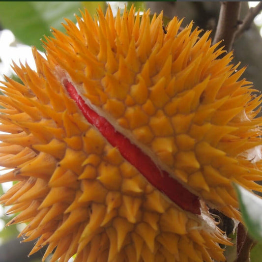 Durian Merah Live Plant (Durio graveolens)
