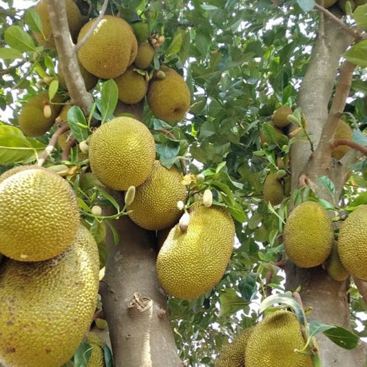 Cambodian Honey Jack Live Plants