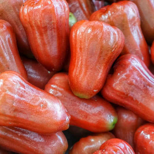 Bangkong Chamba Live Plants (Syzygium Samarangense)