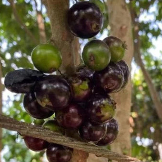 Long Penduncle Jaboticaba Live Plant (Plinia Coronate)