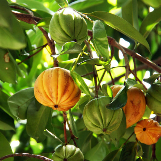 Asam Gelugur Live Plant (Garcinia atroviridis)