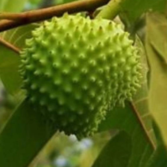 Annona paludosa Live Plant