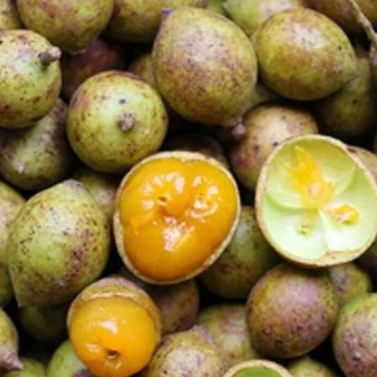 Pongro Fruit Live Plant