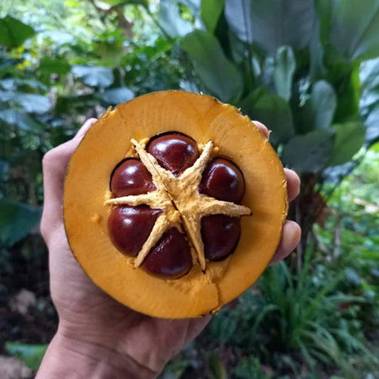 Maco Sapote Live Plant ( Pouteria sp. Maco )