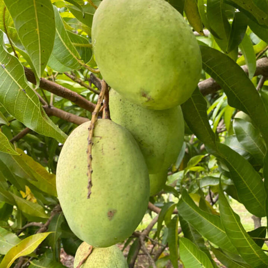 Coconut Cream Mango Live Plant