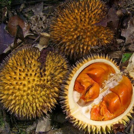 Durian Pulu Live Plant (Durio kutejensis )
